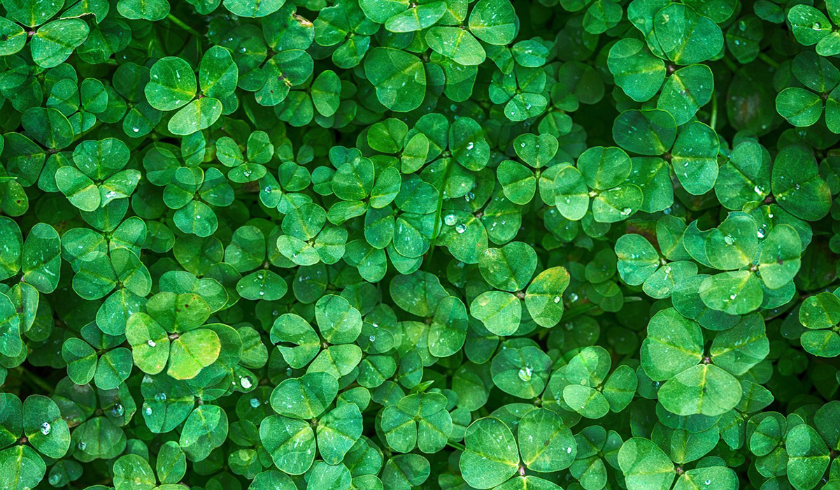 significado da cor verde