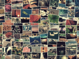 bancos de imagens gratuitos