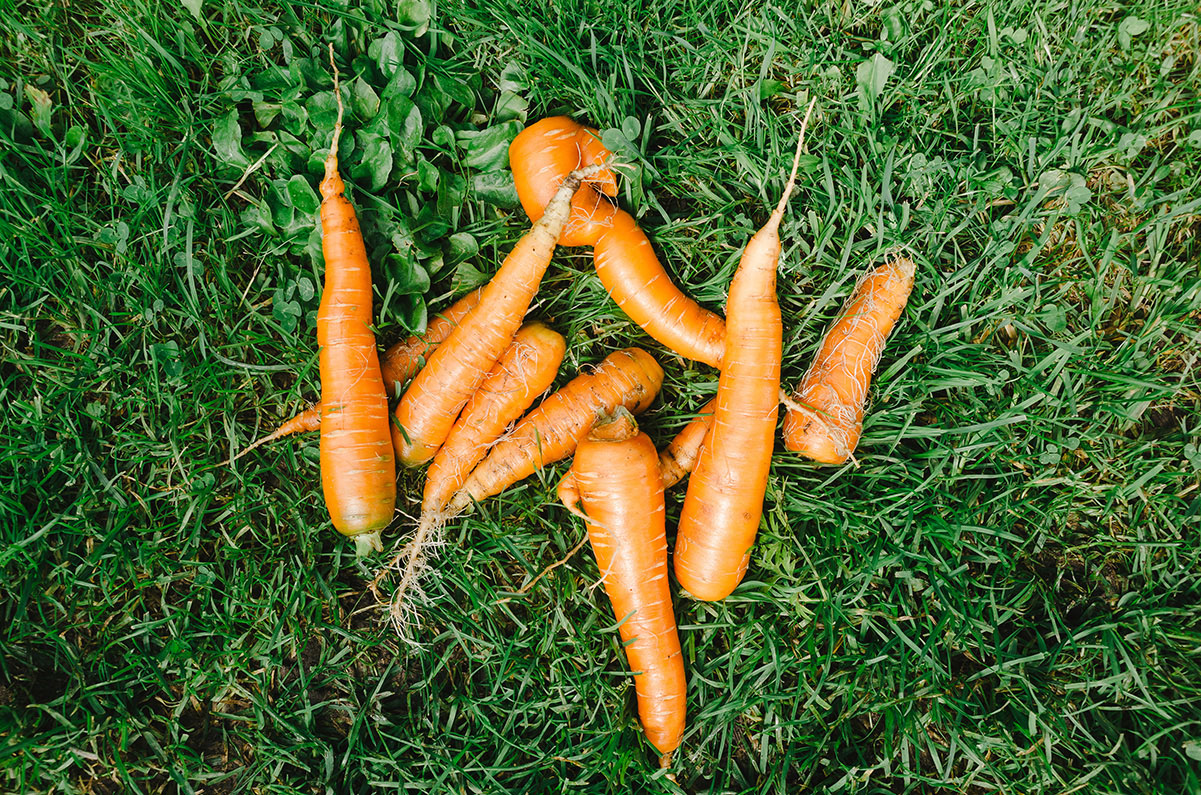 melhores bancos de imagens gratuitos Barn Images