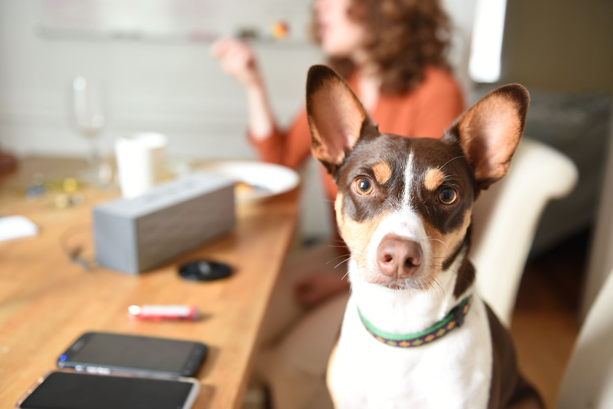 banco de fotos gratuitas Open Photo