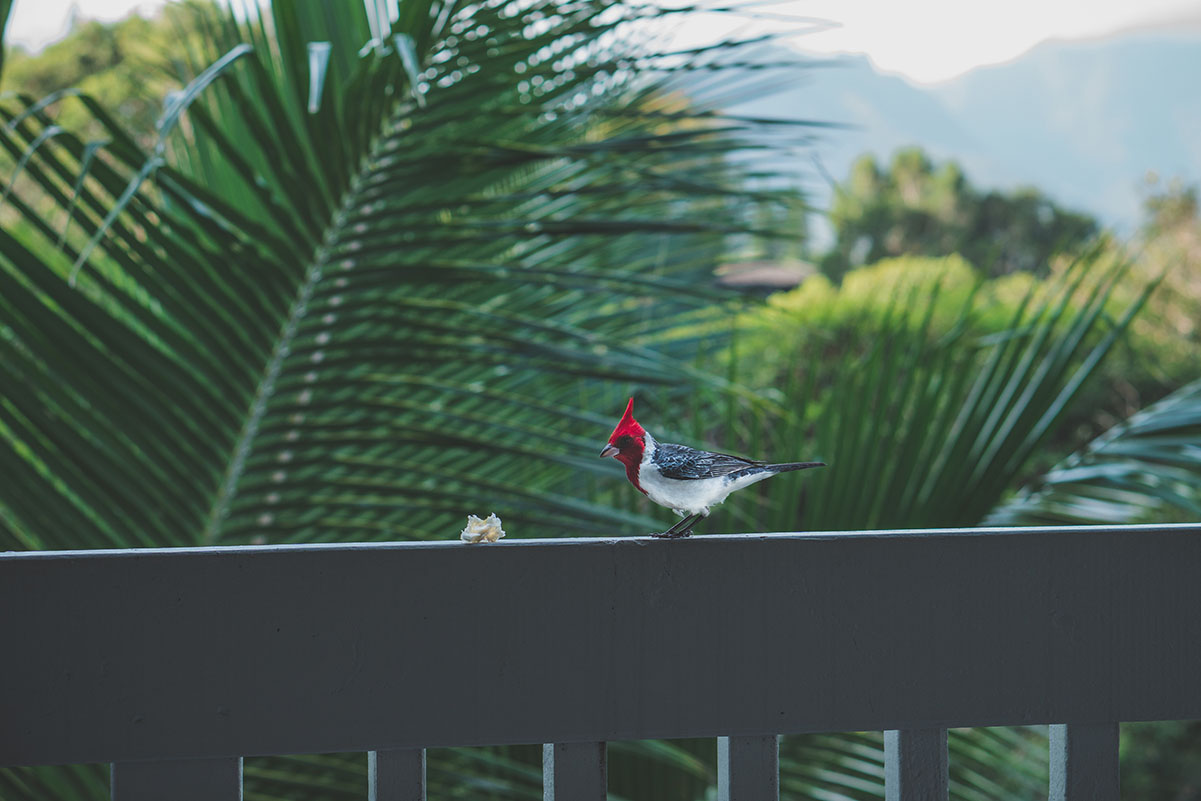 banco de fotos Photocollections